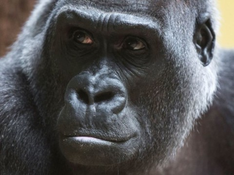 Mort de la gorille Mamitu à 41 ans