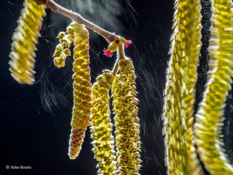 Les noisetiers ouvrent la saison des pollens