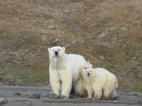 Une île arctique sonne l'alarme face à l'invasion d'ours polaires