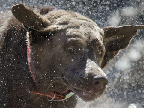 Maintien des cours canins obligatoires à Zurich