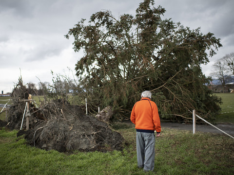 Maisons endommagées et arbres arrachés par la tempête 