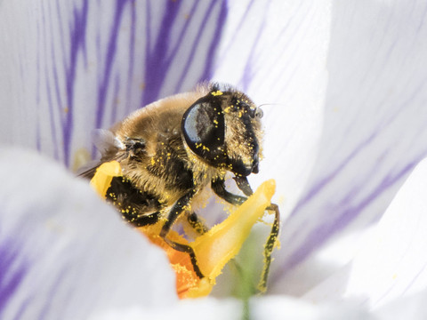 Les insectes, un déclin mondial sans précédent