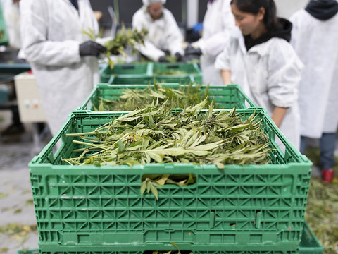 Lonza va produire des dérivés de cannabidiol