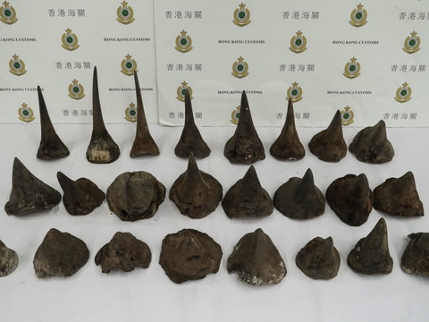Saisie record de cornes de rhinocéros à Hong Kong