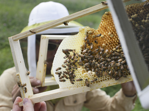 Les néonicotinoïdes très persistants dans le miel