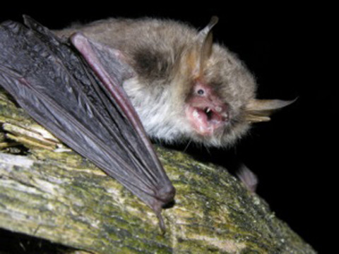 Deux nouvelles espèces de chauves-souris identifiées