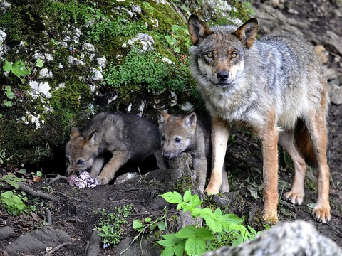 Une commission revoit les dispositions sur la mise à mort du loup