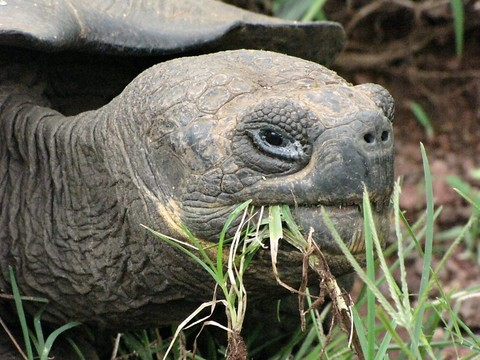 Une tortue géante que l'on pensait éteinte découverte aux Galapagos