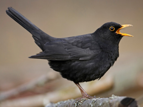 Les premiers oiseaux migrateurs sont de retour