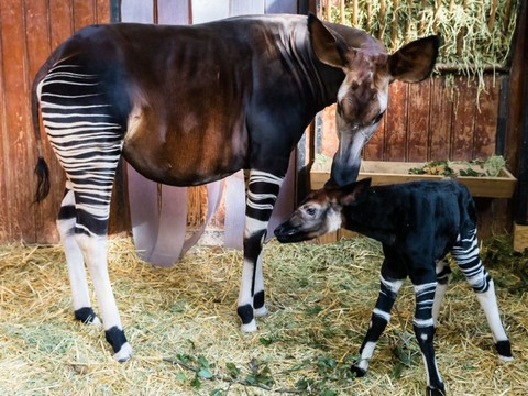 Naissance d'un petit okapi au zoo de Bâle: un événement rare