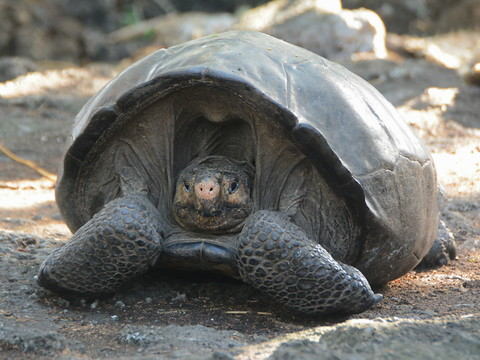 155 tortues géantes repeuplent une île des Galapagos