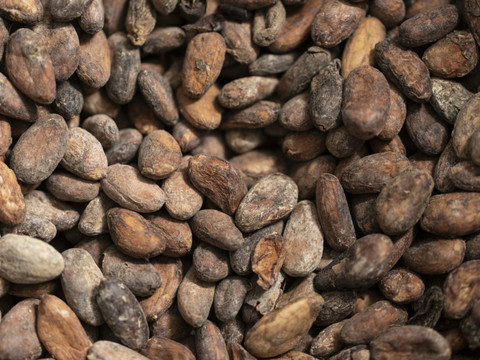 Cacao: 33 industriels lancent un plan pour réduire la déforestation