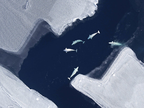 Phoques et baleines arctiques changent leurs habitudes alimentaires