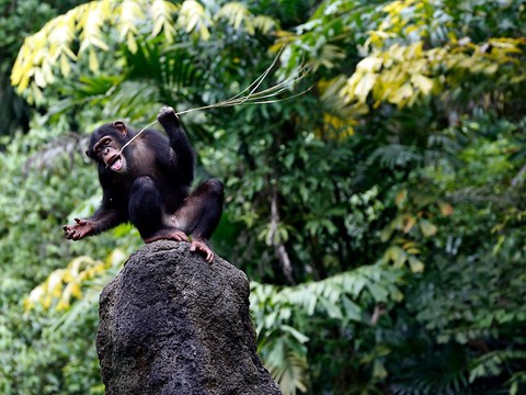 La diversité comportementale des chimpanzés est en péril