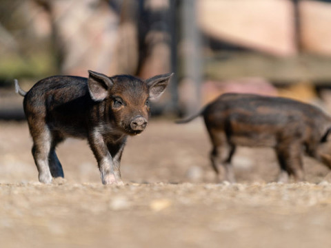 Premières naissances de cochons noirs des Alpes en Suisse en 40 ans