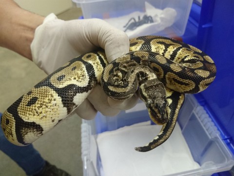 Saisie de dizaines d'animaux exotiques dans le Val Mesolcina