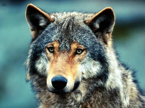 Dix loups identifiés en Valais