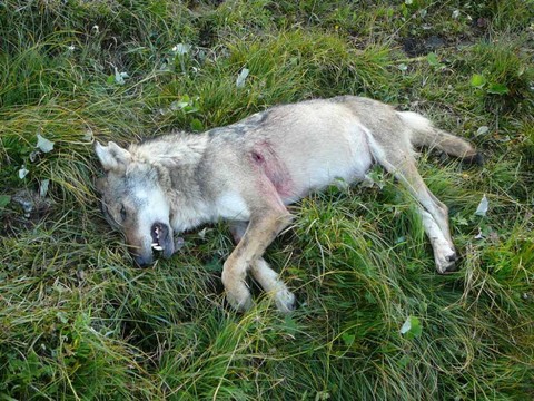 Le Grand Conseil valaisan augmente la pression sur le loup