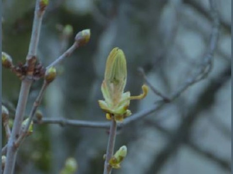 Genève: le printemps est arrivé, selon le marronnier officiel