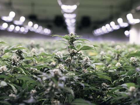 Les fleurs de cannabis doivent être taxées comme le tabac