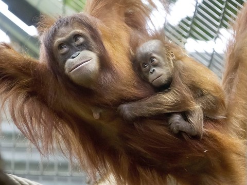 Nénette, une quinqua orang-outan toujours star