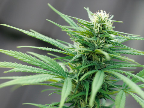 Cannabis fortement dosé: des risques de troubles mentaux