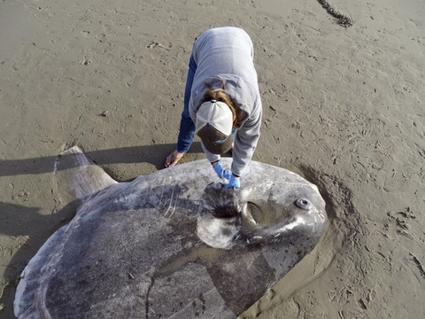 Un poisson-lune géant échoué au sud de l'Australie