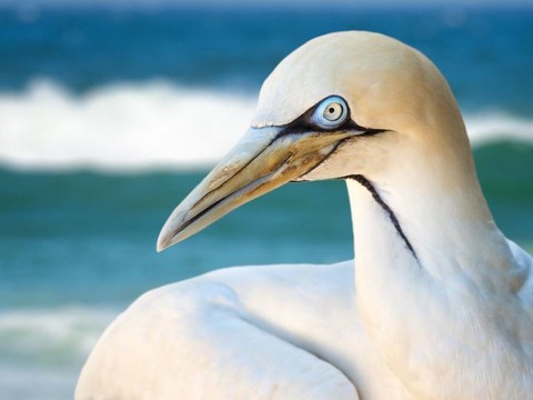 Grande America: oiseaux mazoutés sur des plages basque et landaise