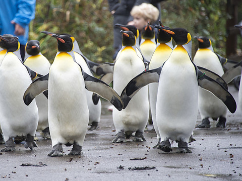 Moins de visiteurs au zoo de Bâle en 2018