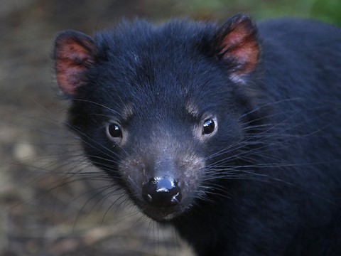 En Tasmanie, la résistance inespérée du diable