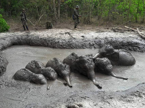 Des bébés éléphants secourus par des gardes forestiers