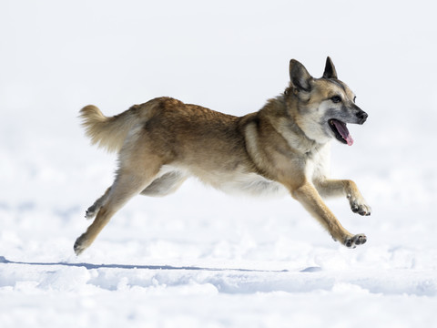 Les meilleurs chiens d'avalanche se sont affrontés à Adelboden
