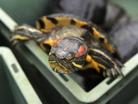 La tortue de Floride en prêt d'usage pour mieux la contrôler