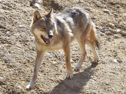 Il y avait bel et bien un loup à Blonay (VD)