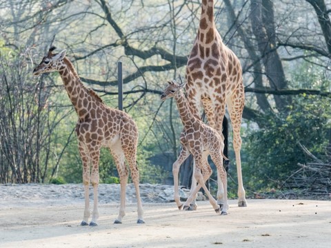 Naissance d'une girafe au zoo de Bâle