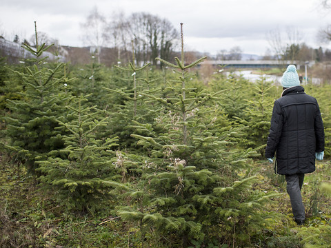 Pas de paiements directs pour les sapins de Noël