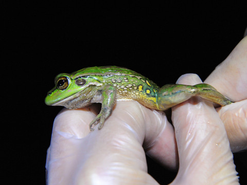 Une pandémie mortelle pour les amphibiens fait des ravages