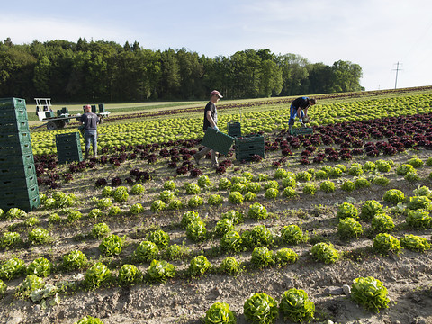 L'agriculture bio loin d'être épargnée par les néonicotinoïdes