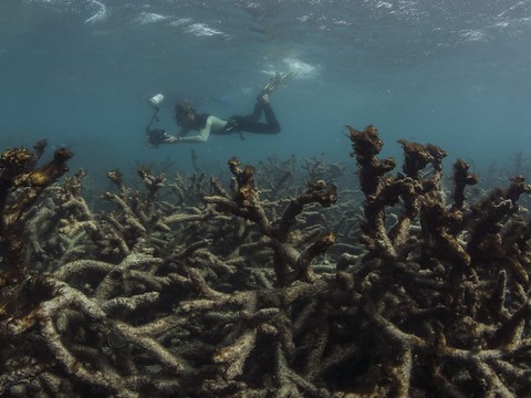Australie: feu vert du gouvernement au projet minier controversé d'Adani