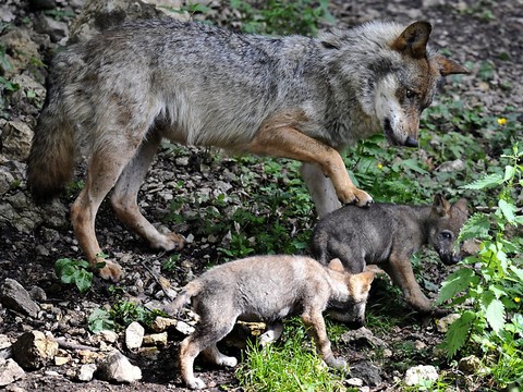 Une commission continue d'assouplir les dispositions sur la chasse