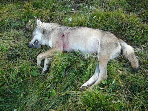 Loup tué par balle découvert dans le Haut-Valais