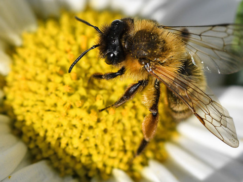 Inquiétante disparition d'insectes en Suisse