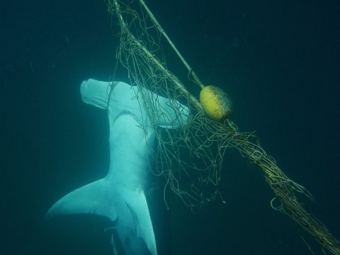 Un cri pour rendre audible la souffrance des animaux marins