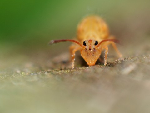 La biodiversité du sol améliore les fonctions forestières