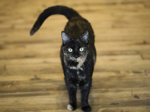 Pour sa santé et la vôtre, évitez de laisser sortir votre chat