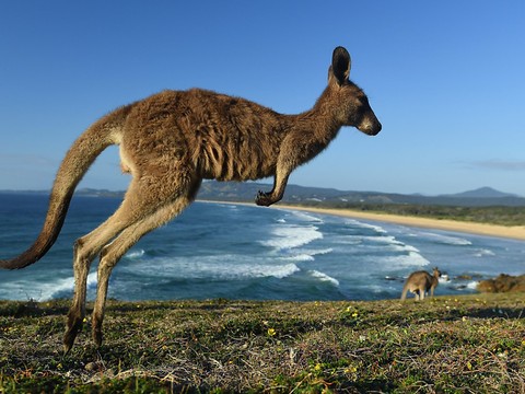 La police allemande interpelle une voiture avec un kangourou à bord