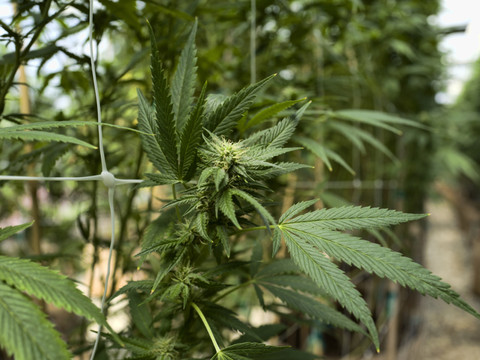 Première fête du cannabis après la légalisation à usage médical