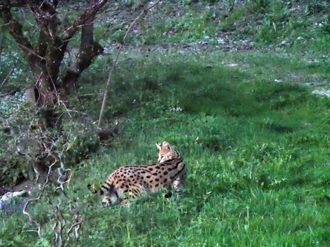 Capture d'un serval à Wenslingen (BL)
