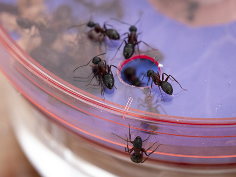 L'Opération Fourmis lancée samedi au Jardin botanique à Lausanne