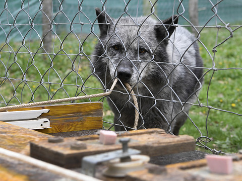 Pas si gentil que cela, le chien